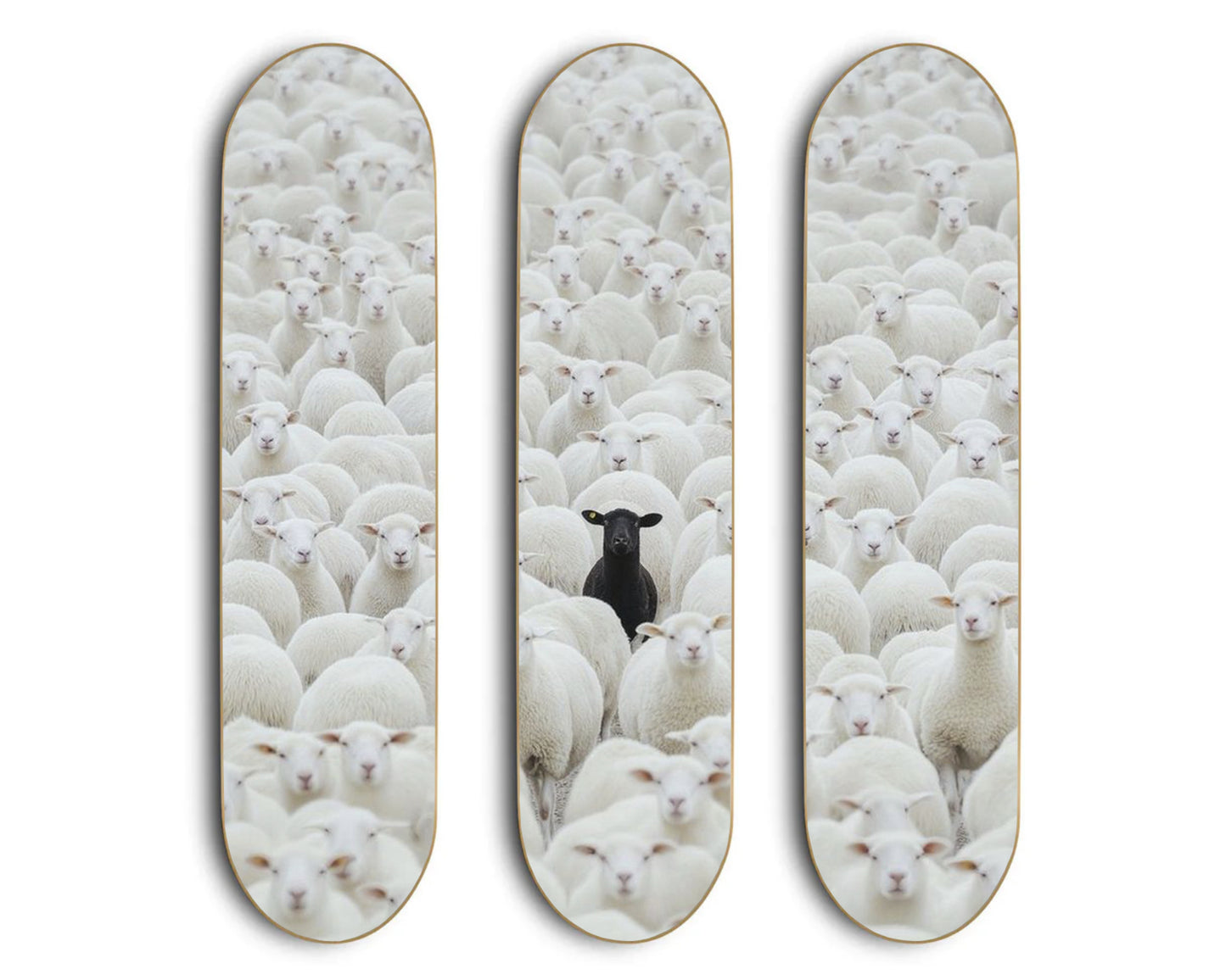BLACK SHEEP